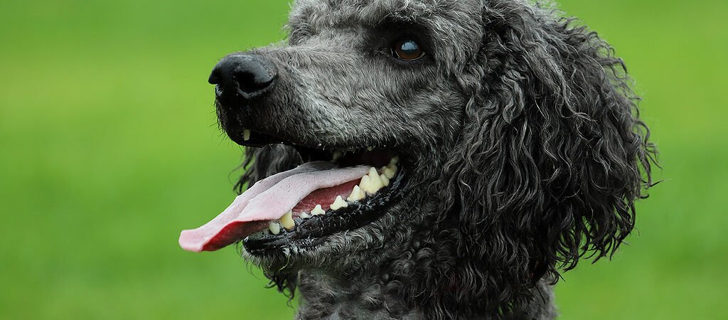 Addison’s Disease in Senior Dogs: The Great Pretender