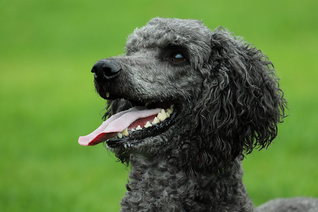 Addison’s Disease in Senior Dogs: The Great Pretender