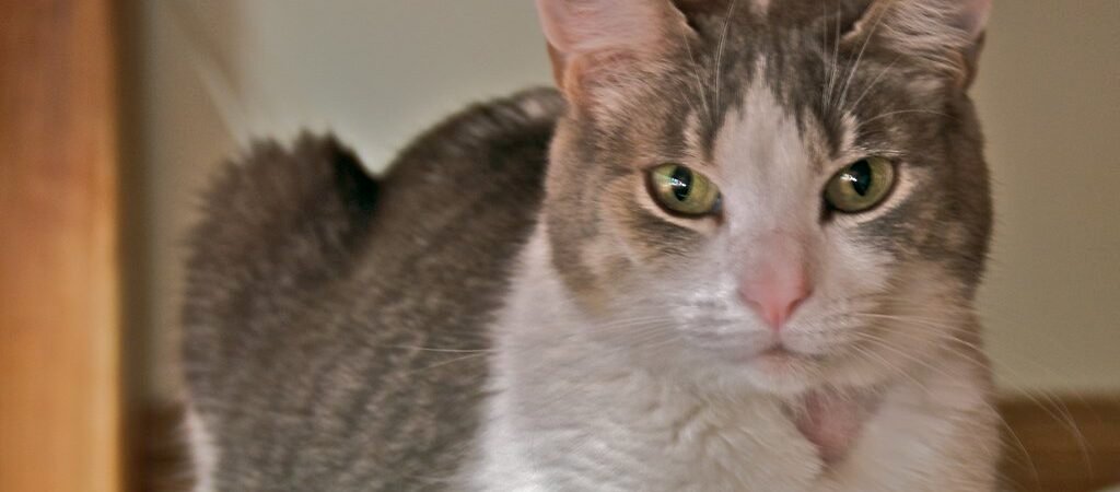 Arthritis in Senior Cats: Signs, Diagnosis, and a Multimodal Treatment Approach