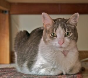 Senior cat resting comfortably, representing feline arthritis care