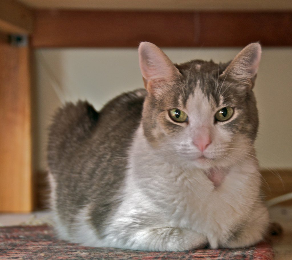 Senior cat resting comfortably, representing feline arthritis care
