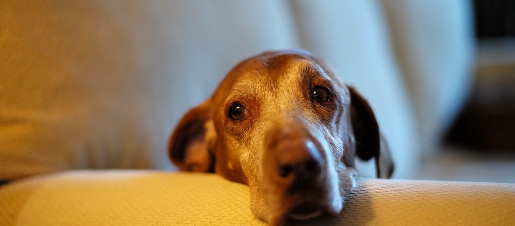 10 Early Signs of Arthritis in Senior Dogs (And What to Do Next)