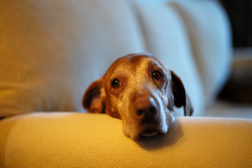10 Early Signs of Arthritis in Senior Dogs (And What to Do Next)