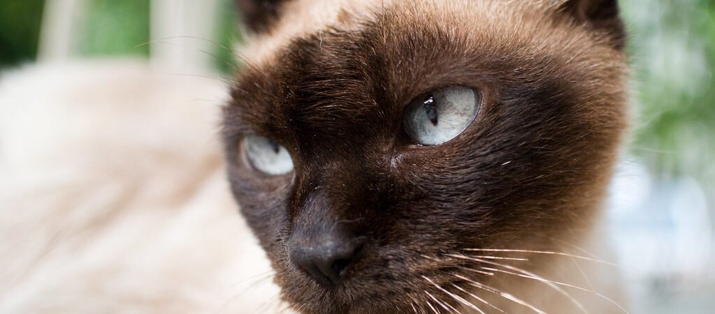 Chronic Bronchitis in Senior Cats: The Cough That Isn’t a Hairball