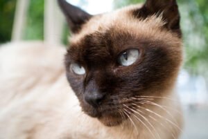 Siamese cat portrait, a breed at higher risk of chronic bronchitis