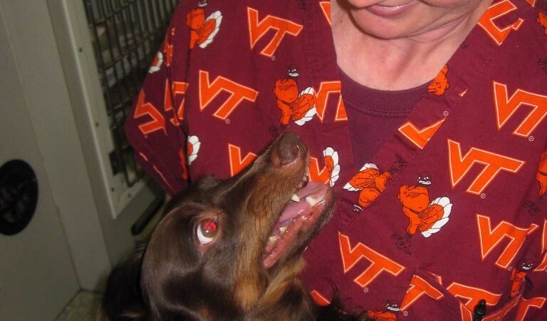 Cancer Warning Signs in Senior Dogs and Cats