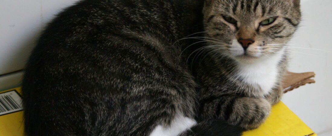 Litter Box Adaptations for Senior Cats with Arthritis