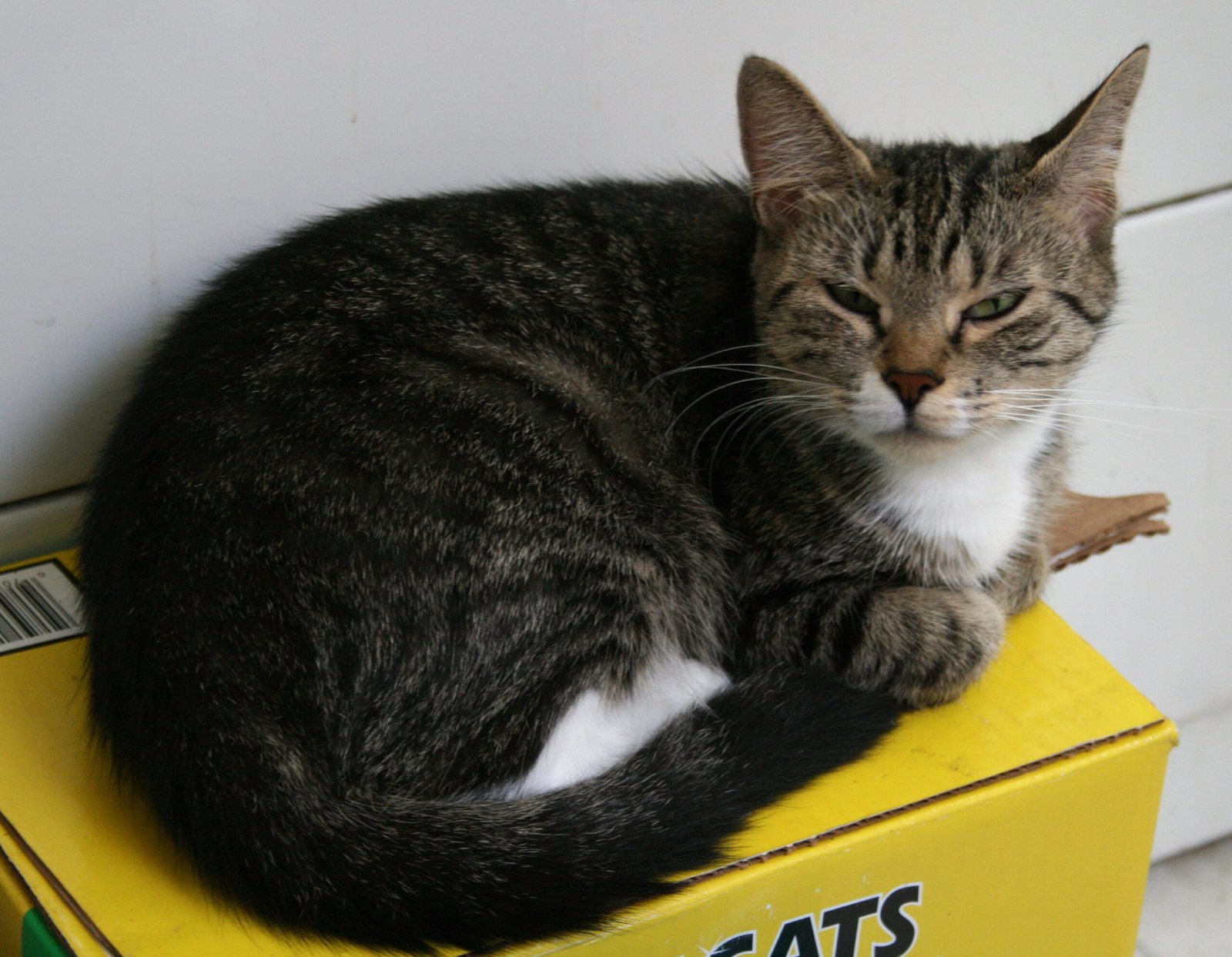 Litter Box Adaptations for Senior Cats with Arthritis