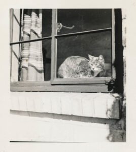 Cat gazing quietly, relevant to behavioral changes seen in feline cognitive dysfunction