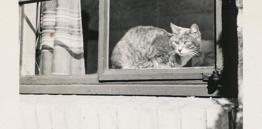 Cognitive Dysfunction in Senior Cats: Recognizing Feline Dementia