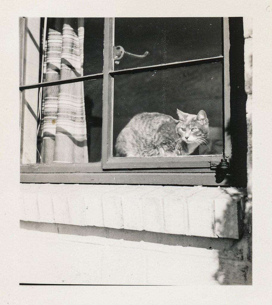 Cognitive Dysfunction in Senior Cats: Recognizing Feline Dementia