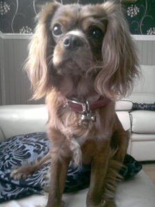 Cavalier King Charles Spaniel, a breed prone to the valve disease behind congestive heart failure