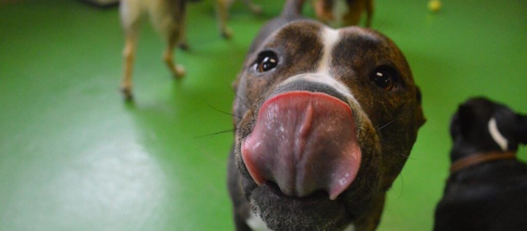 Compulsive Licking in Senior Dogs: Pain, Anxiety, or Cognitive Decline?