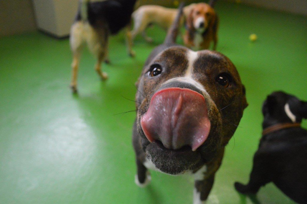 Compulsive Licking in Senior Dogs: Pain, Anxiety, or Cognitive Decline?