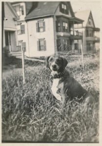 Dog sitting in a yard, representing bathroom habits and constipation in senior pets