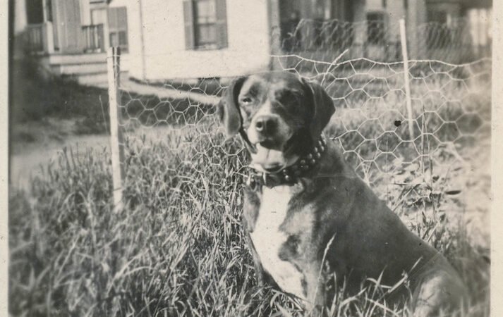 Constipation in Senior Dogs and Cats: Causes and Solutions