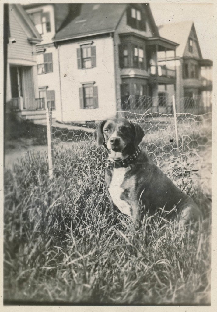 Dog sitting in a yard, representing bathroom habits and constipation in senior pets