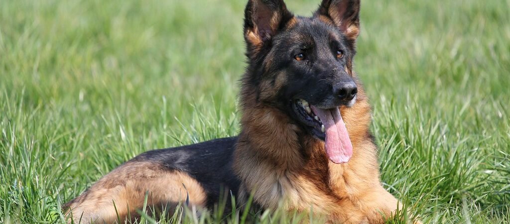Degenerative Myelopathy in Senior Dogs: Signs and Progression