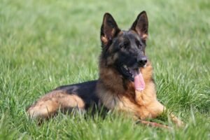 German Shepherd dog, a breed with higher genetic risk of degenerative myelopathy