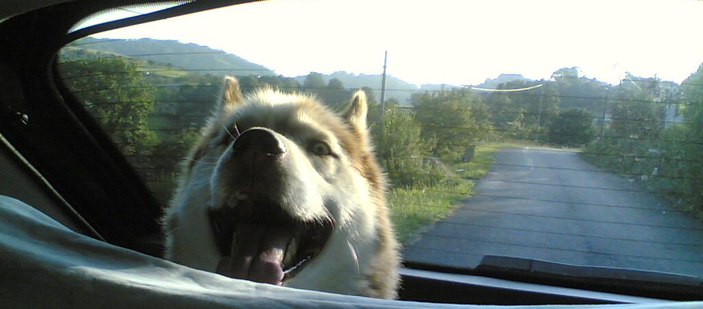 Car Travel Safety for Senior Dogs and Cats