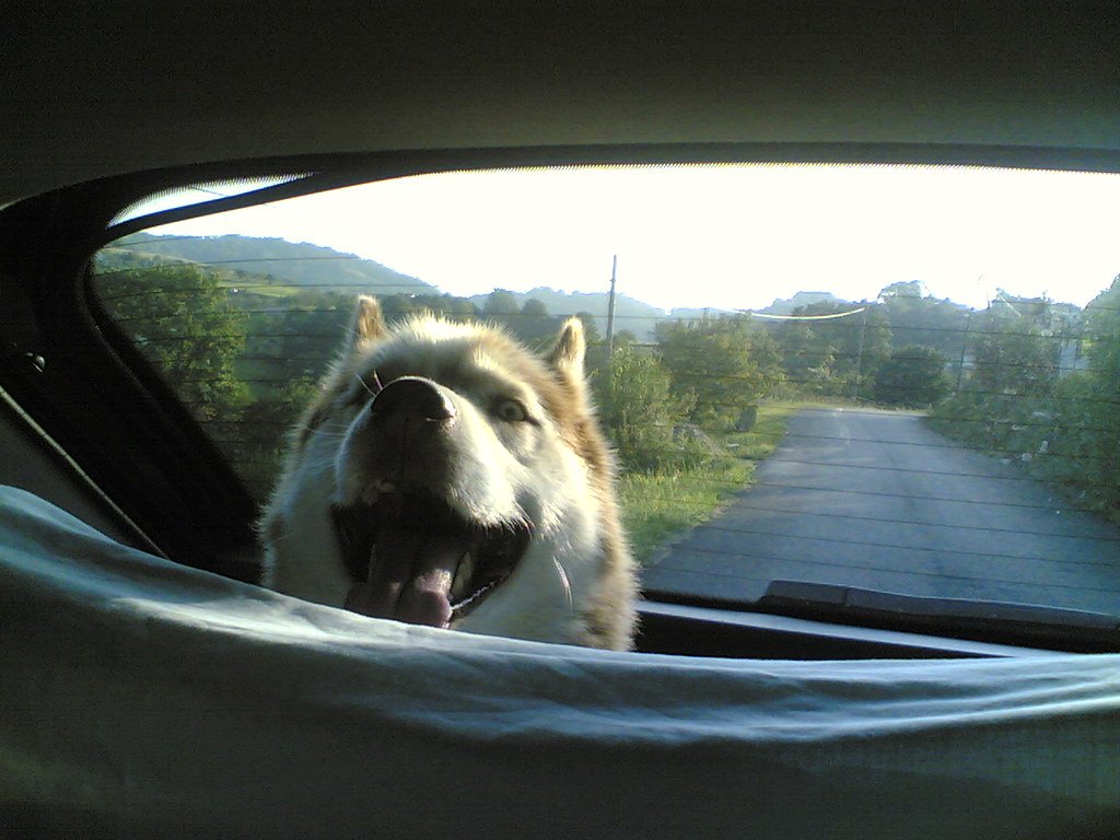 Dog riding in a car, relevant to car travel safety for senior pets