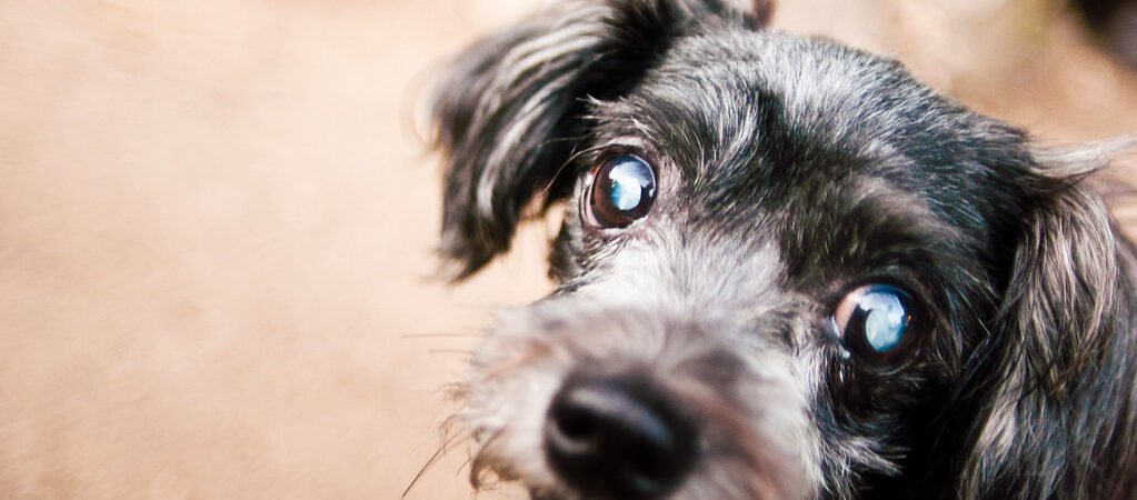 Vision Loss in Senior Dogs and Cats: Signs and How to Help