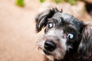 Dog with a cloudy-looking eye, relevant to vision loss and cataracts in senior pets