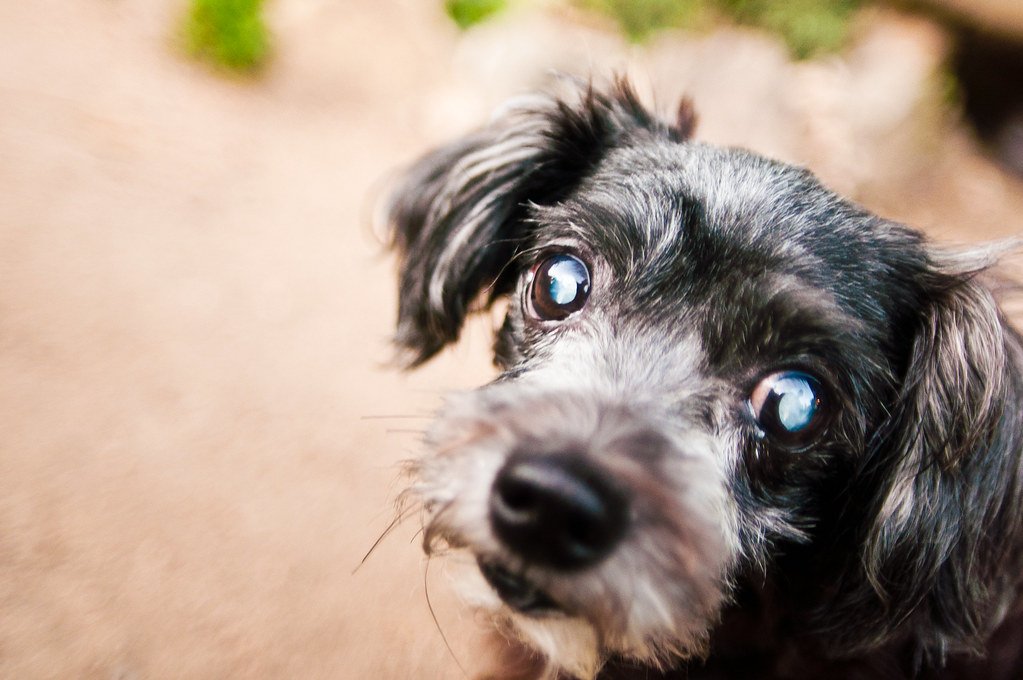 Dog with a cloudy-looking eye, relevant to vision loss and cataracts in senior pets
