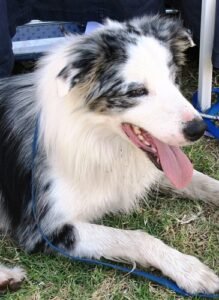 Close-up of a dog smiling, showing its teeth, relevant to dental disease in senior dogs