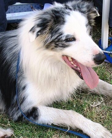 Dental Disease in Senior Dogs: The Silent Health Risk You Shouldn’t Ignore
