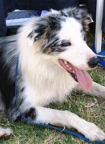 Dental Disease in Senior Dogs: The Silent Health Risk You Shouldn’t Ignore