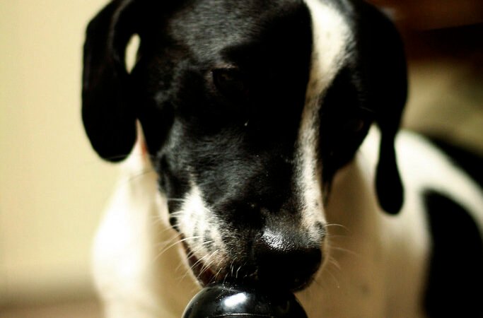 Mental Enrichment Ideas to Keep Your Senior Dog’s Mind Sharp