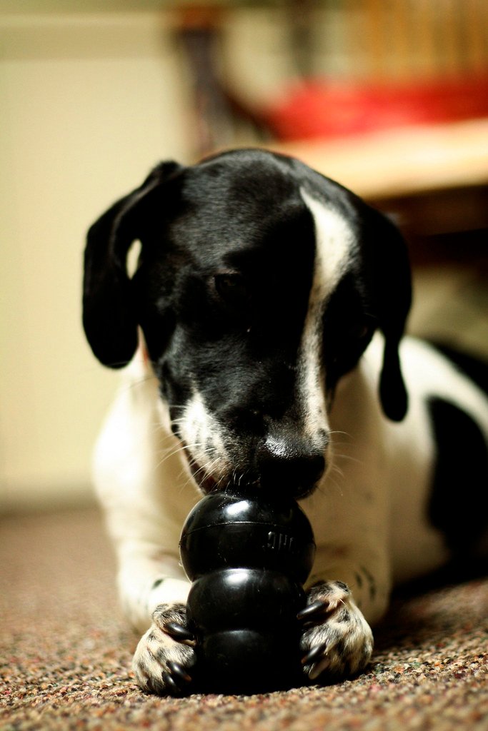 Dog playing with a puzzle chew toy, relevant to mental enrichment for senior dogs
