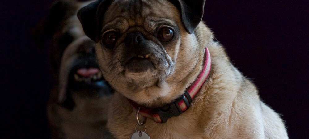 Weight Management for Senior Dogs: Why It Gets Harder and How to Do It