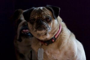 Dog portrait, relevant to weight management in senior dogs