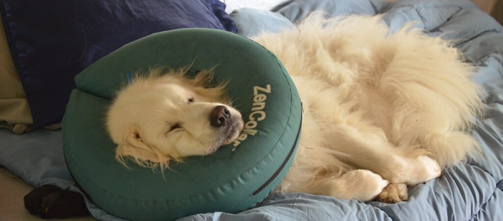 Setting Up a Senior-Friendly Bedroom for Your Dog or Cat
