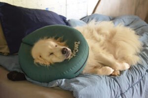 Dog resting comfortably on a blanket, relevant to setting up a senior-friendly bedroom