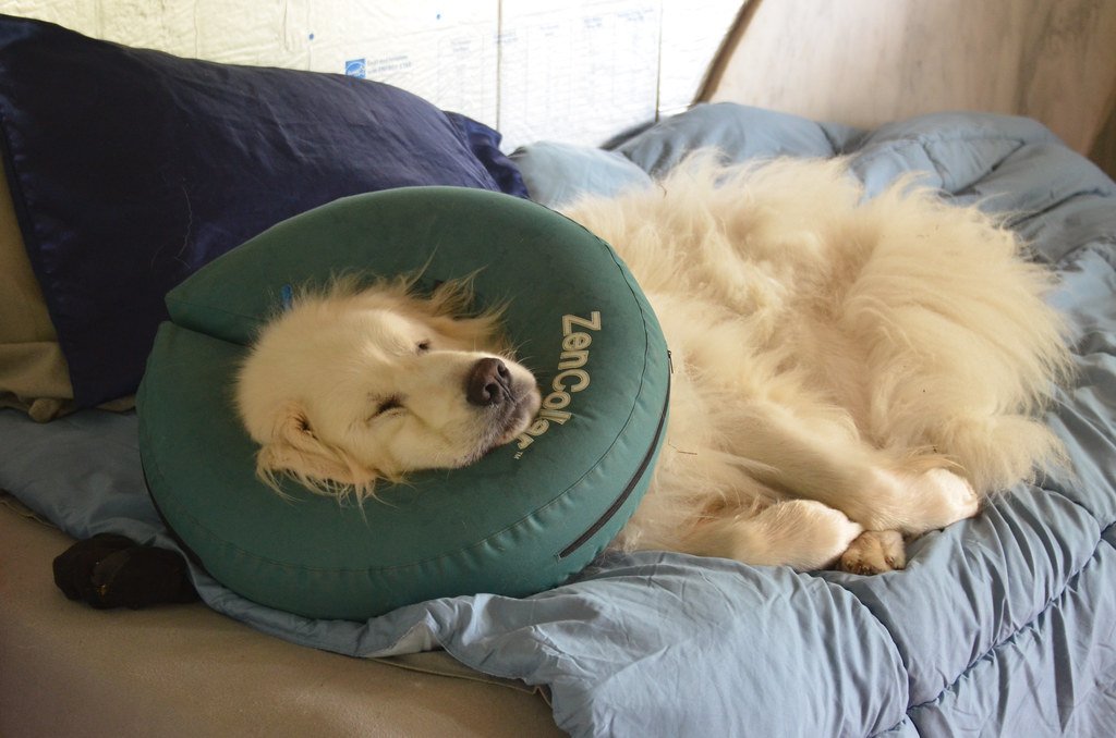 Setting Up a Senior-Friendly Bedroom for Your Dog or Cat