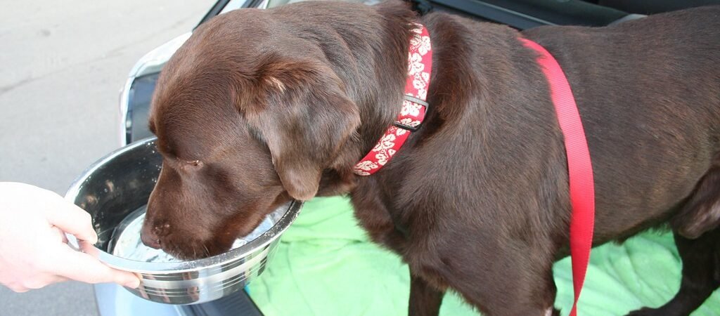 Why Senior Dogs Need More Water Than You Think