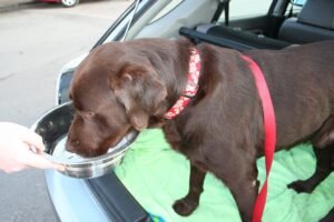 Dog drinking water, relevant to hydration needs in senior dogs