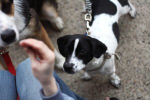 Dog waiting for a treat, relevant to healthy treat choices for senior dogs