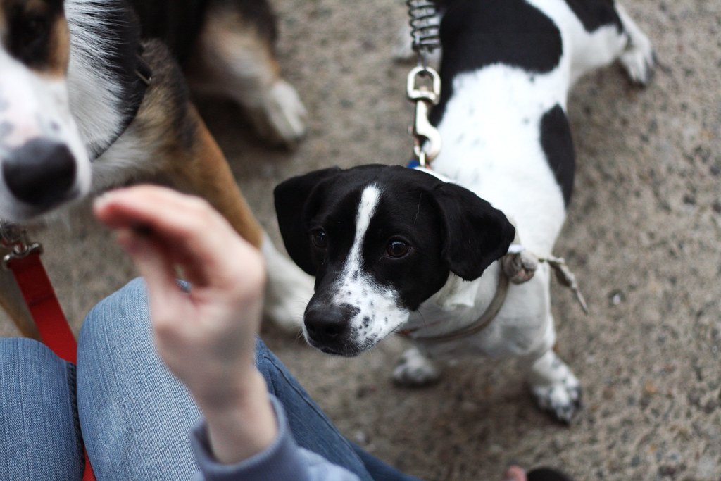 Best Treats for Senior Dogs Managing Weight or Diabetes