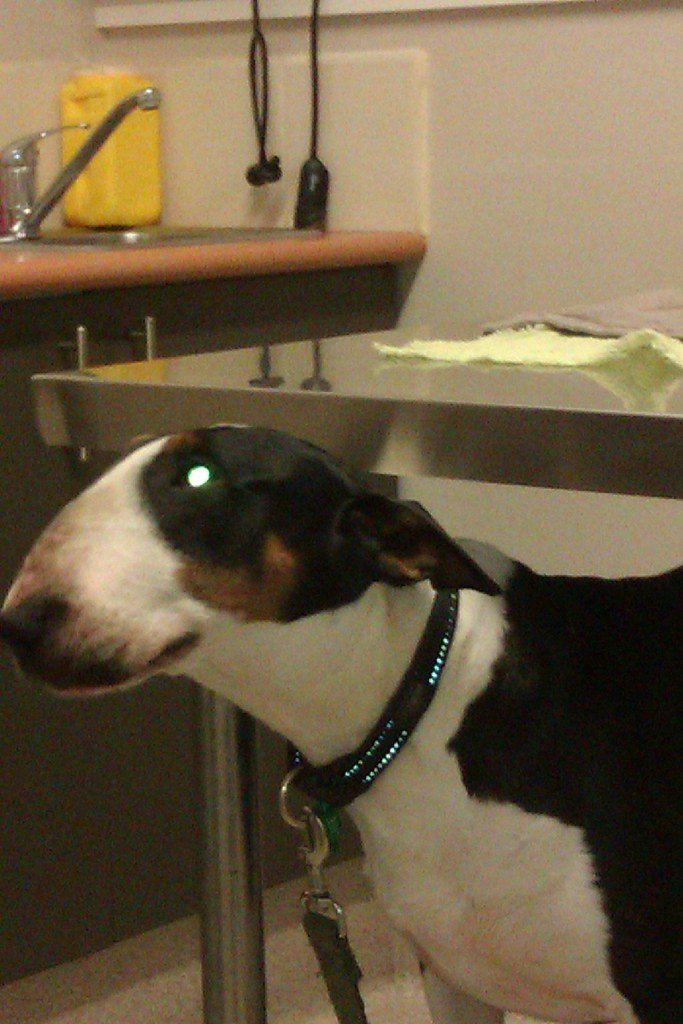 Hip Dysplasia in Senior Dogs: Symptoms and Management