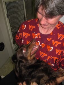 Dog at a veterinary checkup, relevant to kidney disease screening in senior dogs