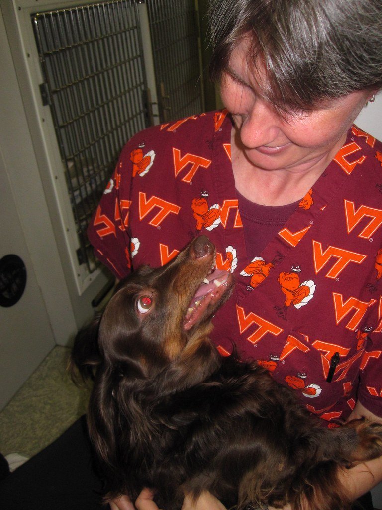 Chronic Kidney Disease in Senior Dogs: Signs You Shouldn’t Wait On