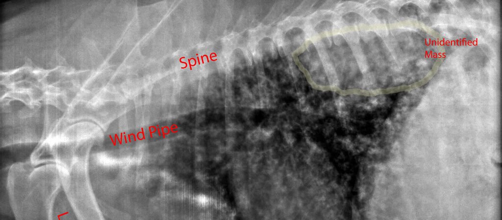 Heart Disease in Senior Dogs: Early Warning Signs