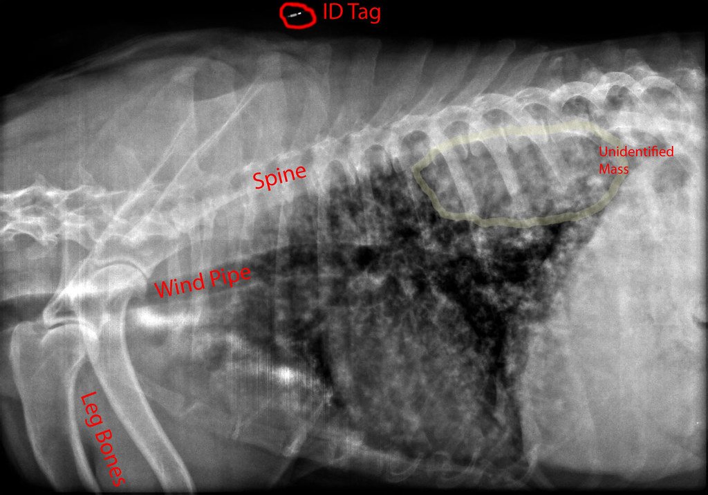 Heart Disease in Senior Dogs: Early Warning Signs