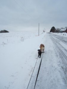 Dog being walked outdoors, representing safe exercise for senior dogs