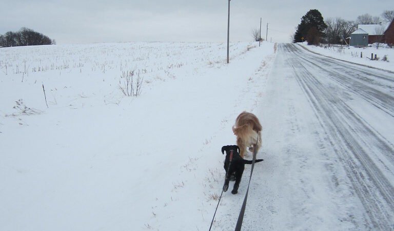 How Much Exercise Does a Senior Dog Actually Need?