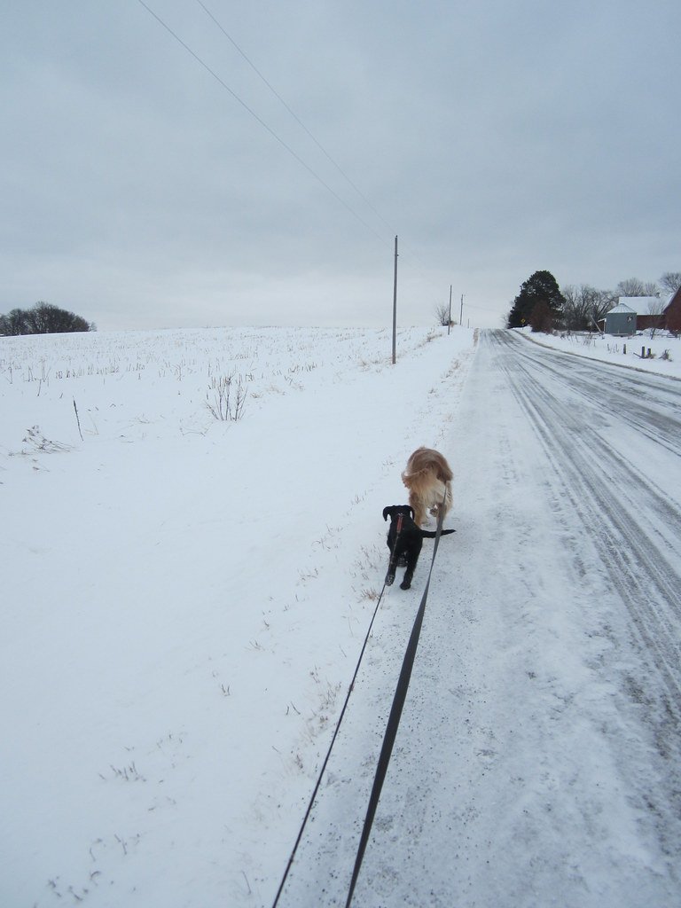 Dog being walked outdoors, representing safe exercise for senior dogs